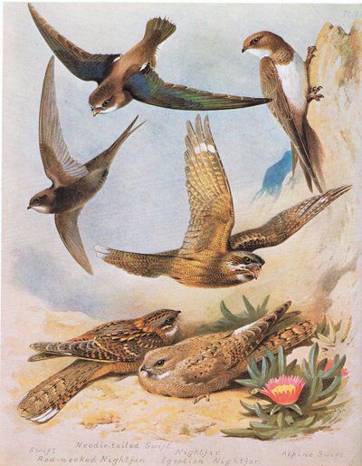 Swift, Needle Tail Swift, Red Necked Nightjar, Nightjar, Egyptian Nightjar, Alpine Swift by Archibald Thorburn